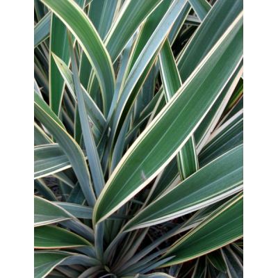 Phormium Tenax Variegatum - 10L (New Zealand Flax) - image 2