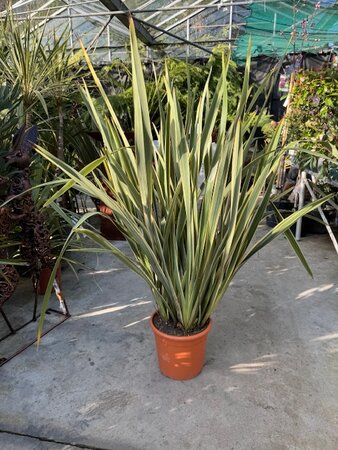 Phormium Tenax Variegatum - 10L (New Zealand Flax) - image 1