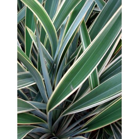 Phormium Tenax Variegatum - 18L (New Zealand Flax) - image 2