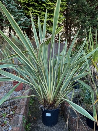 Phormium Tenax Variegatum - 18L (New Zealand Flax) - image 1
