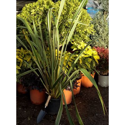 Phormium Tenax Variegatum - 9L (New Zealand Flax) - image 1