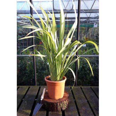 Phormium Yellow Wave - 9L (New Zealand Flax)