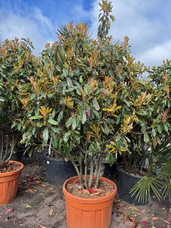 Photinia Crunchy Mushroom Form 150L