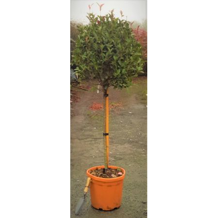 Photinia fraseri 'Carre Rouge' - 1/2 Std - 20L