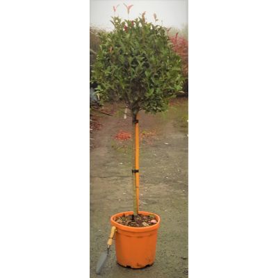 Photinia fraseri  'Carre Rouge' - 1/2 Std - 20L