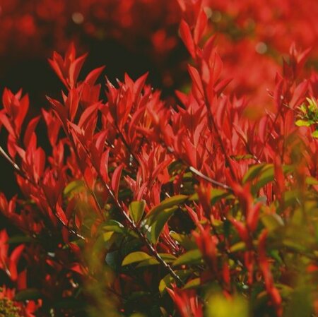 Photinia fraseri 'Carre Rouge' - 1/2 Std - 15L - 70cm clear stem