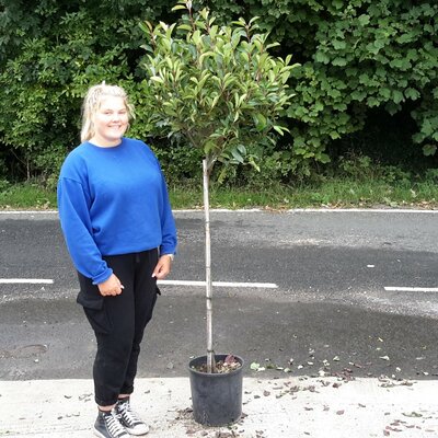 Photinia fraseri  'Carre Rouge' - 1/2 Std - 25L - 110cm clear stem