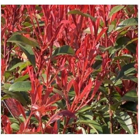 Photinia fraseri  'Carre Rouge' - 1.25m - 30L