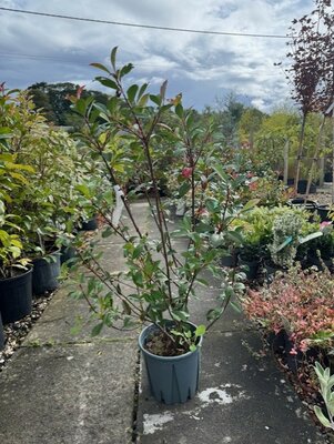 Photinia fraseri 'Carre Rouge'  - 10L