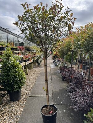 Photinia fraseri  'Carre Rouge'  12L - 1/2 Std