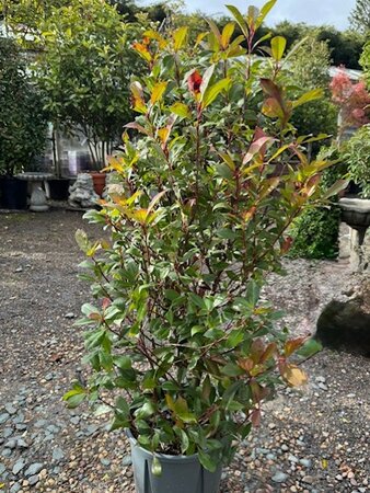 Photinia fraseri  'Carre Rouge' - 18L