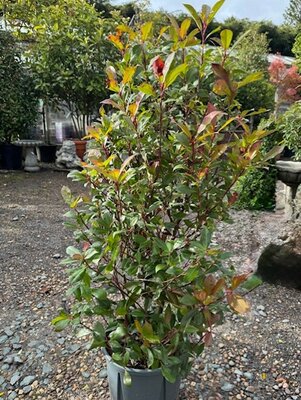 Photinia fraseri  'Carre Rouge' - 18L