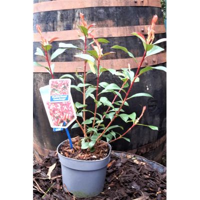 Photinia fraseri  'Carre Rouge' - 2L