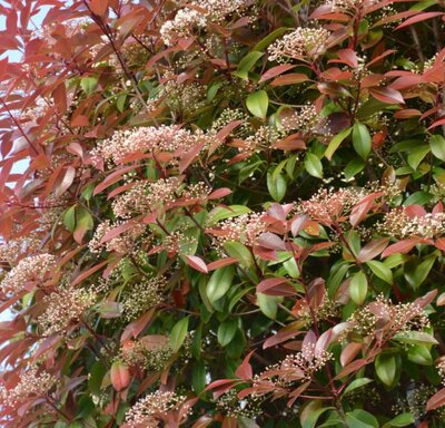 Photinia fraseri  'Carre Rouge' - 30L - 1.5m
