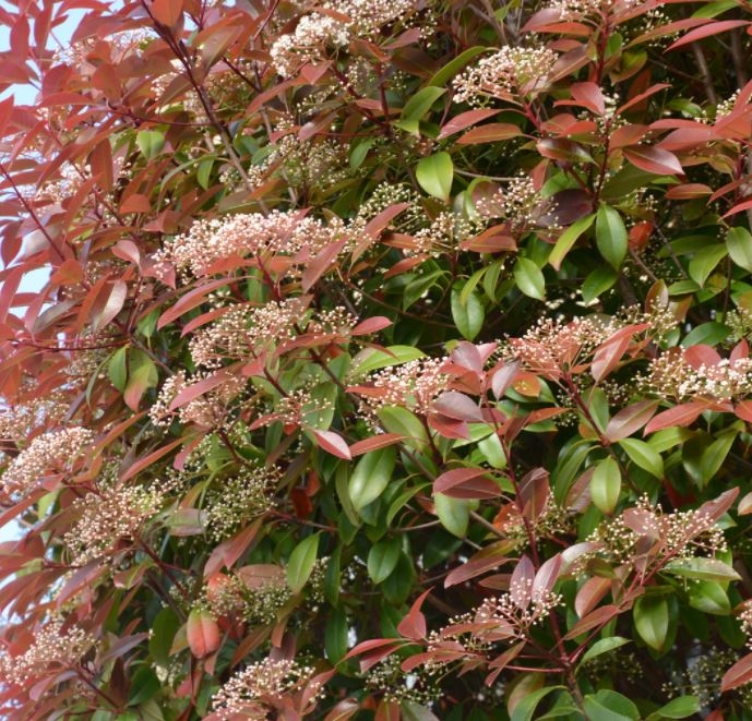 Photinia fraseri 'Carre Rouge' - 30L - 1.5m - Windlestone Nursery & Garden  Centre in Ferryhill, Durham