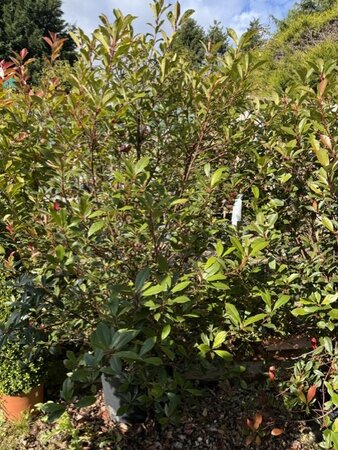 Photinia fraseri  'Carre Rouge' - 35L 