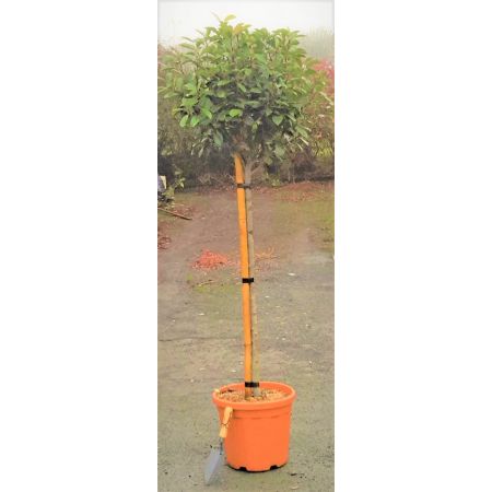 Photinia fraseri 'Carre Rouge' 9L - 1/2 Std