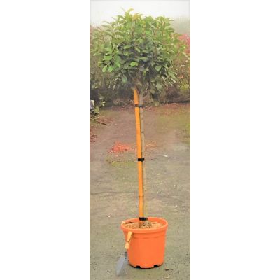 Photinia fraseri  'Carre Rouge'  9L - 1/2 Std