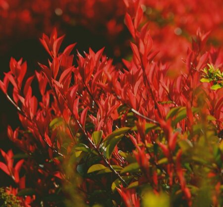 Photinia fraseri 'Carre Rouge' - 9L - 80cm