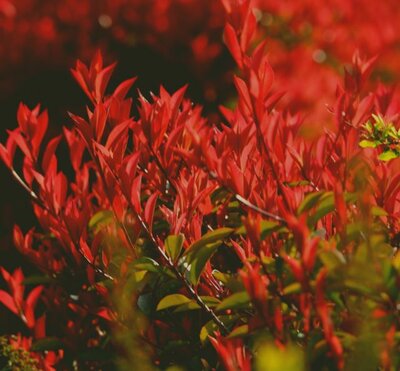 Photinia fraseri 'Carre Rouge' - 9L - 80cm