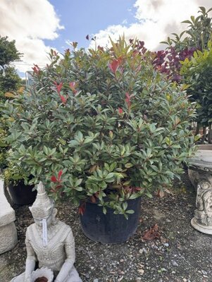 Photinia fraseri 'Carre Rouge'  Ball 150L