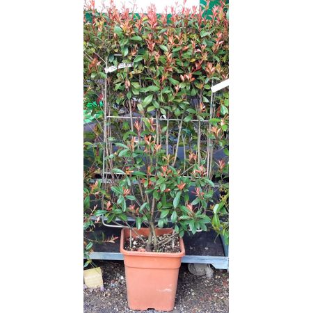 Photinia fraseri  'Carre Rouge' - On frame