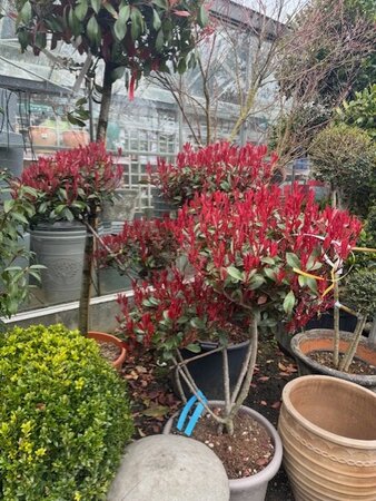 Photinia fraseri  'Carre Rouge' Pom-pom 50L - image 1