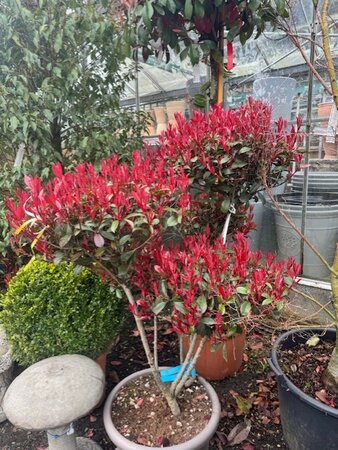 Photinia fraseri  'Carre Rouge' Pom-pom 50L - image 2