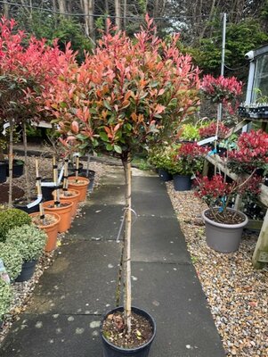 Photinia fraseri 'Chico'®  1/2 Std  - 10L