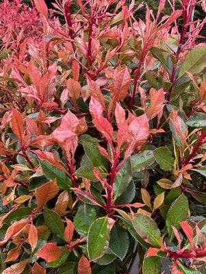 Photinia fraseri 'Chico'®  1/2 Std  - 10L - image 2