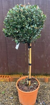 Photinia fraseri 'Chico'®  1/4 Std  - 12L - 0.5m clear stem