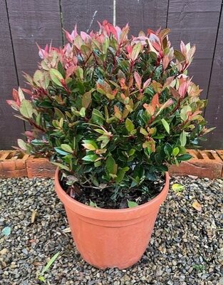Photinia fraseri 'Chico'® - 7.5L - Ball shape