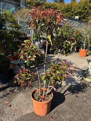 Photinia fraseri 'Corallo'® 25L Pompom