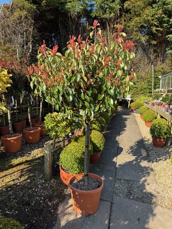 Photinia fraseri 'Corallo'® 30L 1/2 Std