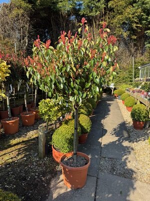 Photinia fraseri 'Corallo'® 30L 1/2 Std