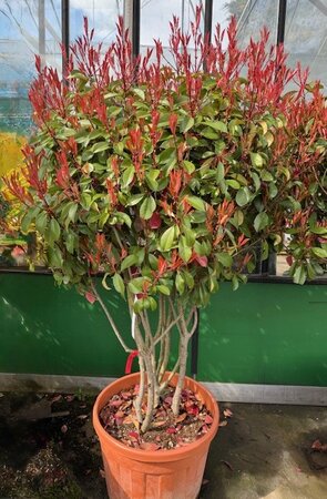 Photinia fraseri 'Corallo'® 90L Mushroom form multistem