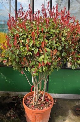 Photinia fraseri 'Corallo'® 90L Mushroom form multistem