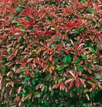 Photinia fraseri 'Dicker Toni'® - 9L - 80cm