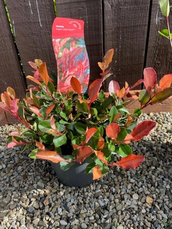 Photinia fraseri 'Little Fenna' - 2L