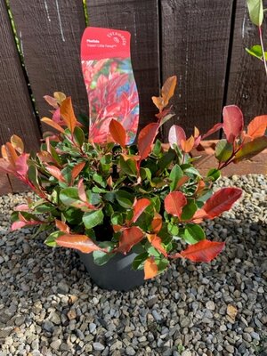 Photinia fraseri 'Little Fenna' - 2L