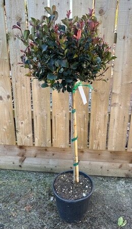 Photinia fraseri 'Little Red Robin' - 1/2 Std 15L