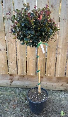 Photinia fraseri 'Little Red Robin' - 1/2 Std 15L