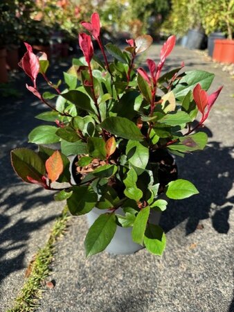 Photinia fraseri 'Little Red Robin' - 2L