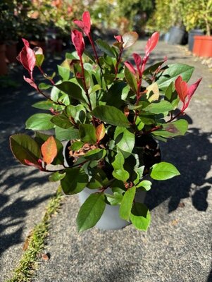 Photinia fraseri 'Little Red Robin' - 2L