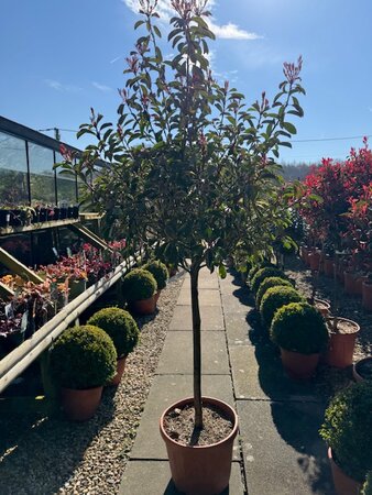 Photinia fraseri 'Louise'® - 1/2 Std 30L - image 1