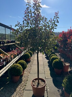 Photinia fraseri 'Louise'® - 1/2 Std 30L