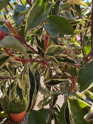 Photinia fraseri 'Louise'® - 1/2 Std 30L - image 2
