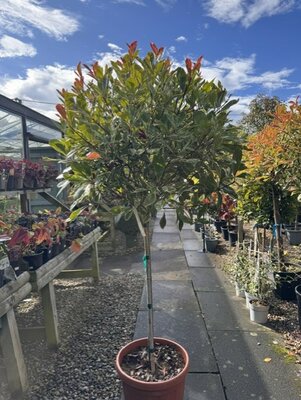 Photinia fraseri 'Louise'® - 1/2 Std - 30L