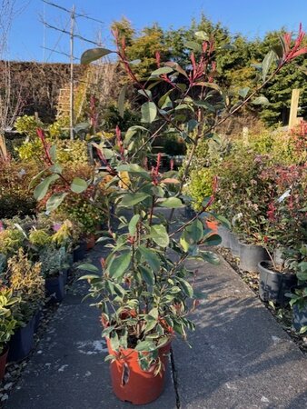 Photinia fraseri 'Louise'® - 10L - image 1