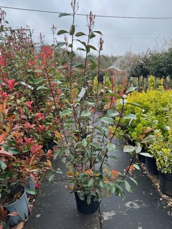 Photinia fraseri 'Louise'® - 10L - image 1